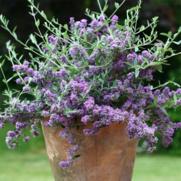 Buddleia alternifolia Unique - Arbre aux papillons nain