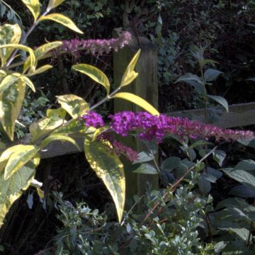 Buddleia davidii Masquerade - Arbre aux papillons