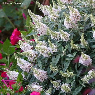 Buddleia davidii Nanho White - Arbre aux papillons nain