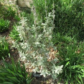 Buddleia glomerata Silver Service - Arbre aux papillons 