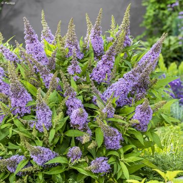 Buddleja davidii Butterfly Candy Little Lila - Arbre aux papillons nain