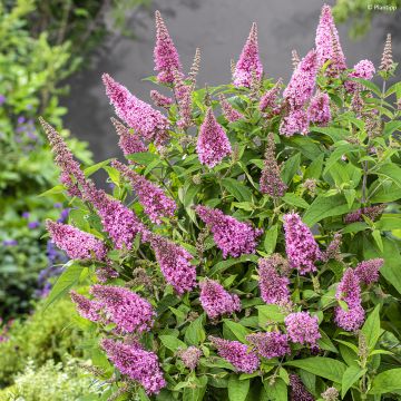 Buddleja davidii Butterfly Candy Little Pink - Arbre aux papillons nain