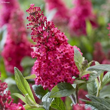 Buddleja davidii Butterfly Candy Little Ruby - Arbre aux papillons nain