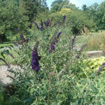 Buddleia davidii Black Knight - Arbre aux papillons