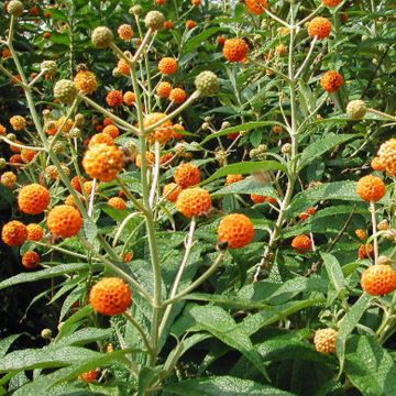 Buddleia globosa - Arbre à papillon à fleurs en boules