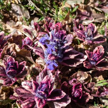 Bugle rampante, Ajuga reptans Multicolor