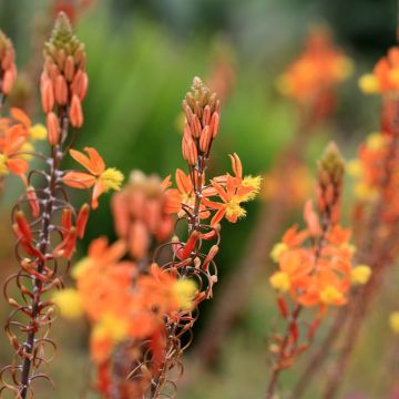 Bulbine frutescens Hallmarck 