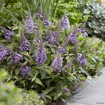 Buddleja davidii Butterfly Candy Lila Sweetheart - Arbre aux papillons nain