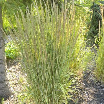 Calamagrostis acutiflora Avalanche - Calamagrostide