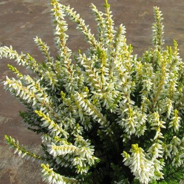 Bruyère d'été - Calluna vulgaris Dark Beauty