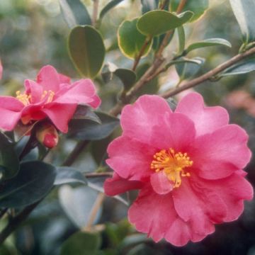 Camélia d'automne - Camellia sasanqua Kanjiro