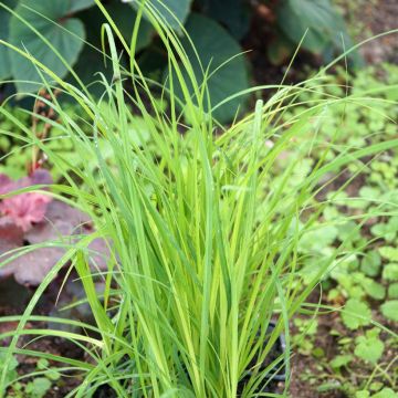 Carex acutiformis - Fausse laîche aigüe