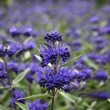 Caryopteris clandonensis Beyond Midnight - Spirée bleue