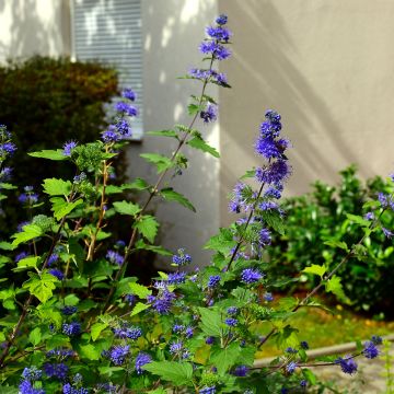 Caryopteris clandonensis Kew Blue - Spirée bleue