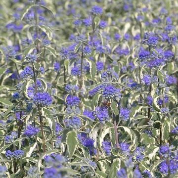 Caryopteris White Surprise - Spirée bleue, Barbe-bleue