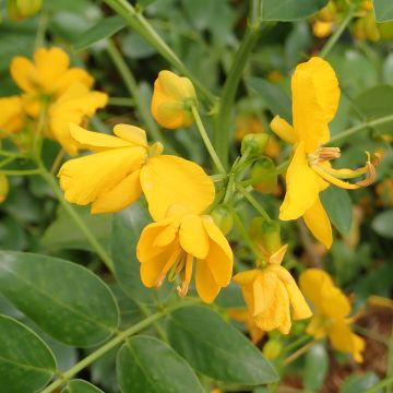 Cassia corymbosa - Senné