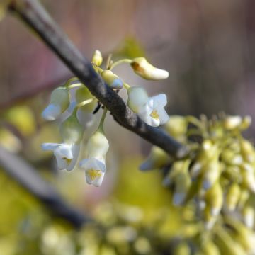 Cercis canadensis Texas White - Gainier du Canada