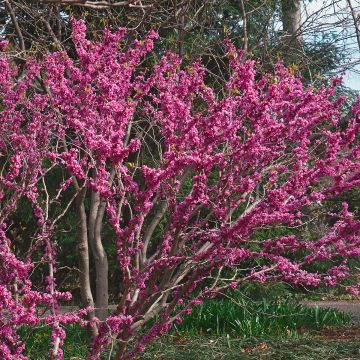 Cercis chinensis Shirobana - Gainier de Chine