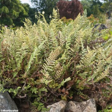 Cheilanthes lanosa, Fougère