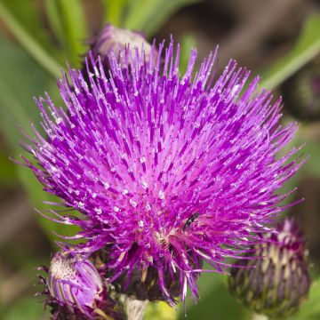 Cirsium rivulare Frosted Magic - Cirse des rives