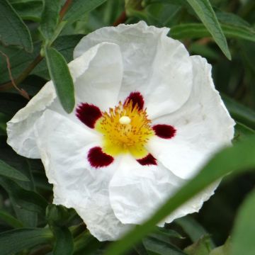 Cistus x florentinus Repens - Ciste