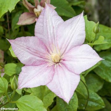 Clématite - Clematis Caroline