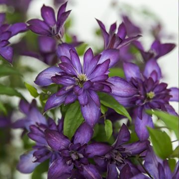 Clématite Viticella Etoile Violette