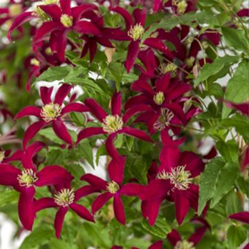 Clématite - Clematis viticella Glorious Red