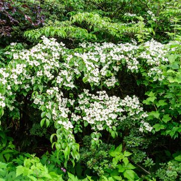 Cornus kousa Cappucino® - Cornouiller du Japon