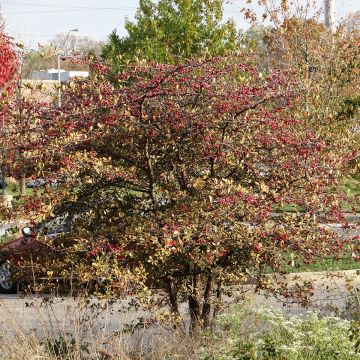 Crataegus azarolus - Azarolier, Azérolier ou Épine d'Espagne