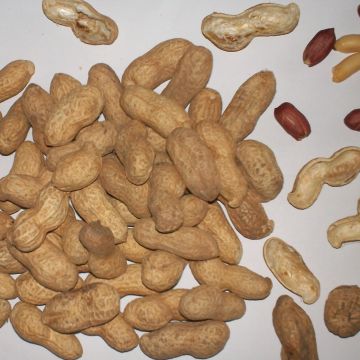 Cacahuètes X 20 - Arachide
