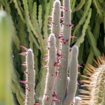 Cylindropuntia kleiniae - Opuntia ou oponce