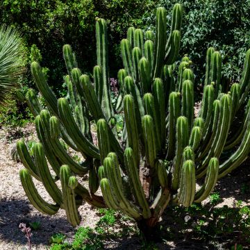Cylindropuntia kleiniae - Opuntia ou oponce