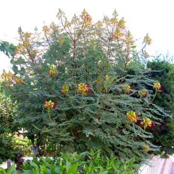 Caesalpinia gilliesii - Petit flamboyant