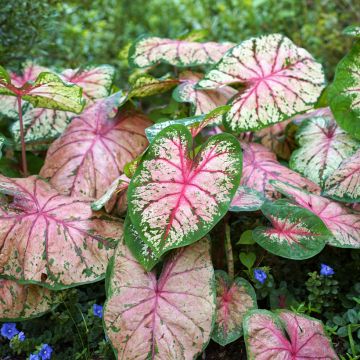 Caladium White Christmas