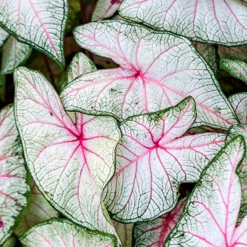 Caladium White Christmas