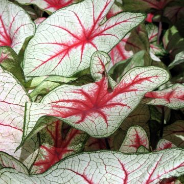 Caladium White Christmas