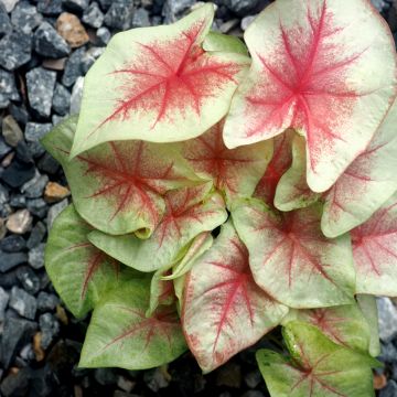 Caladium White Christmas