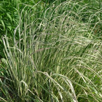 Calamagrostis acutiflora Overdam - Calamagrostide