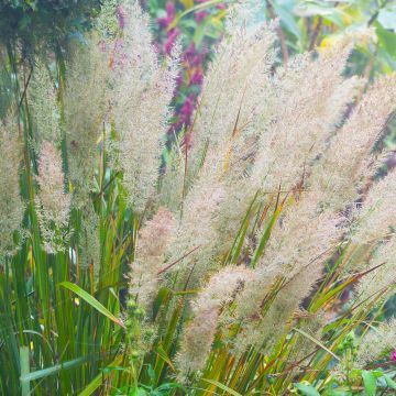 Calamagrostis brachytricha - Herbe aux diamants