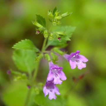 Calamintha grandiflora - Calament