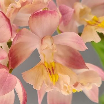 Calanthe Arizona Dream - Orchidée vivace