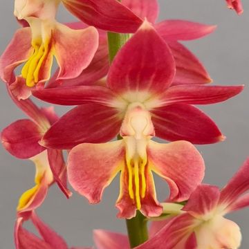 Calanthe Red Sunset - Orchidée vivace
