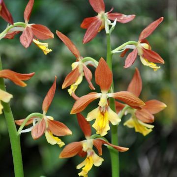 Calanthe sieboldii - Orchidée de jardin jaune