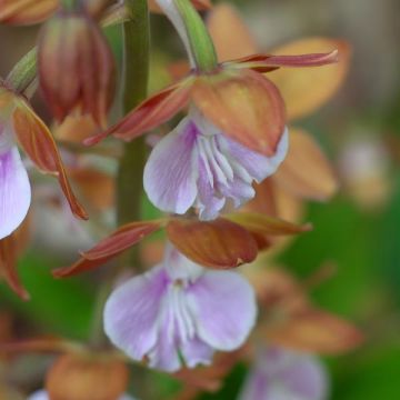 Calanthe discolor