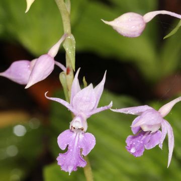 Calanthe reflexa - Orchidée vivace