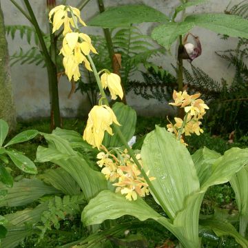 Calanthe sieboldii - Orchidée de jardin jaune