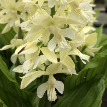 Calanthe sieboldii - Orchidée de jardin jaune