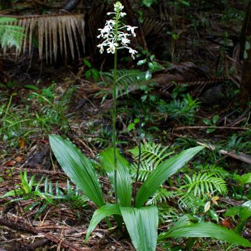 Calanthe triplicata - Orchidée vivace