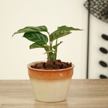 Calathea Freddie